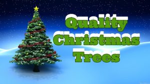 Real Hatfield Christmas Trees 13