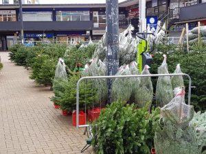 Real Hatfield Christmas Trees 12