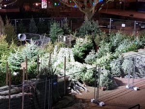 Real Hatfield Christmas Trees 11