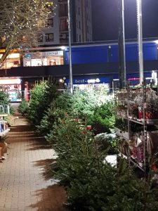 Real Hatfield Christmas Trees 10