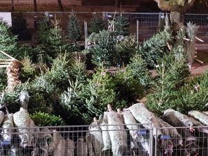 Real Hatfield Christmas Trees 16